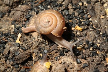 Salyangoz yerde yürüyor.