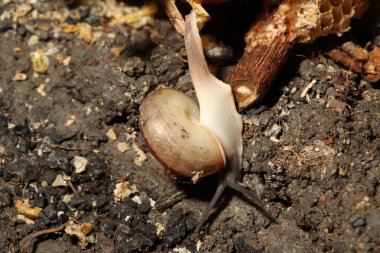 Salyangoz sopadan yere doğru yürür..