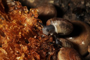 Grup Salyangoz yemek yeme .