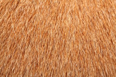 doku için kahverengi köpek derisi kadar yakın.