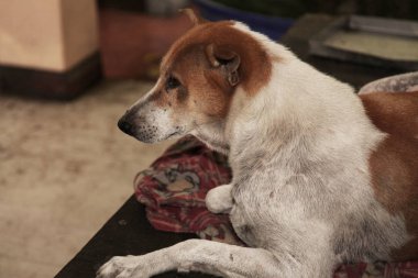 Eski battaniye üzerinde Tay köpek.