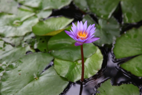 Purple Pink Color Lotus Have Leaf Lotus Background — Stock Photo, Image