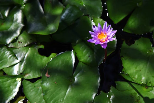 Mor Pembe Renkli Lotus Yaprak Lotus Arka Plan Var — Stok fotoğraf
