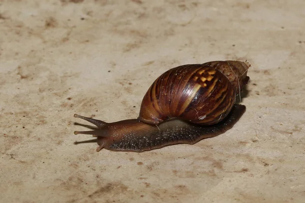 Snail Walk Floor — Stock Photo, Image