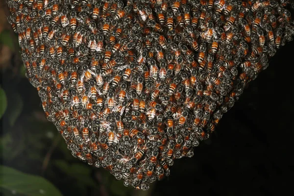 Primer Grupo Abejas Panal Árbol —  Fotos de Stock