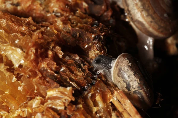 Grupo Comer Caracoles Los Alimentos — Foto de Stock