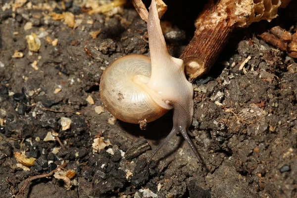 Snail is walk down from stick to ground.