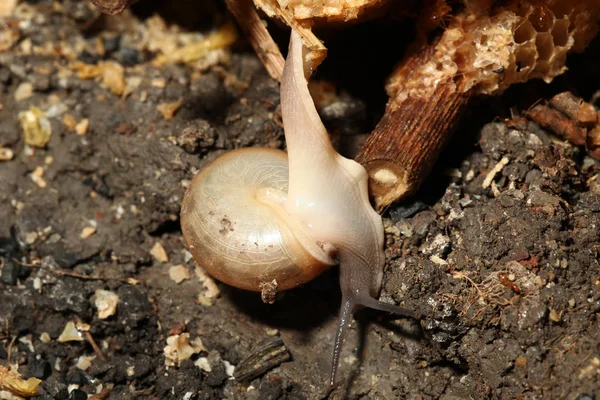 Snigel Ner Från Håll Till Marken — Stockfoto