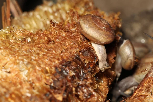 Grupo Caracol Comer Alimentos — Fotografia de Stock