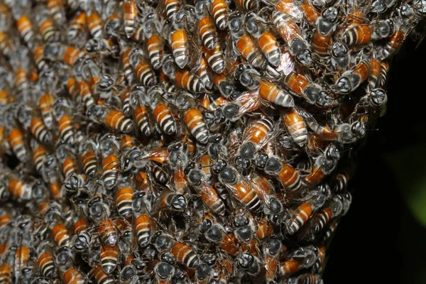 Primer Grupo Abejas Panal Árbol —  Fotos de Stock