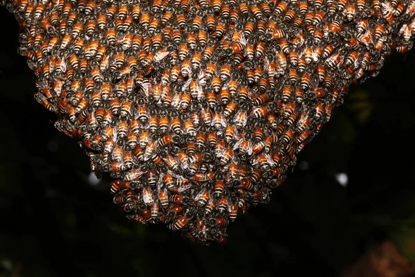 Primer Grupo Abejas Panal Árbol — Foto de Stock