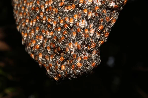 Primer Grupo Abejas Panal Árbol —  Fotos de Stock