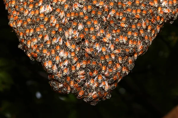 Fermer Groupe Abeille Nid Abeille Sur Arbre — Photo