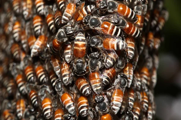 Primer Grupo Abejas Panal Árbol —  Fotos de Stock