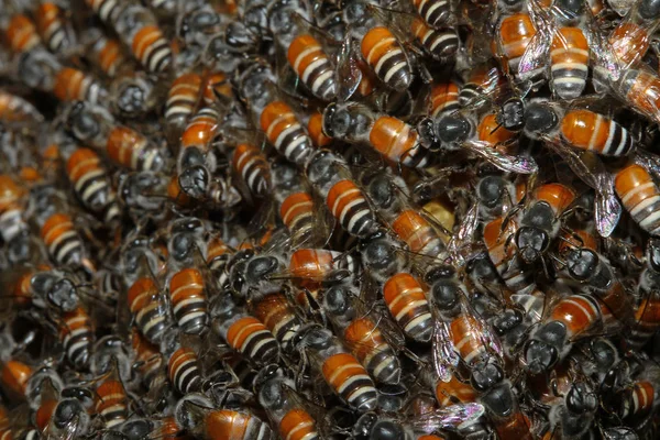 Primer Grupo Abejas Panal Árbol — Foto de Stock