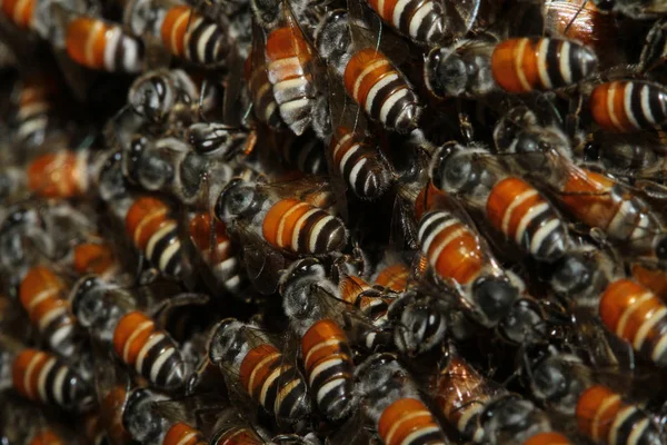 Primer Grupo Abejas Panal Árbol —  Fotos de Stock