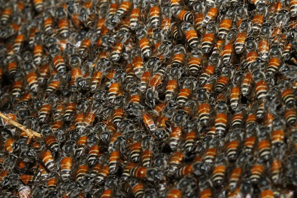 Primer Grupo Abejas Panal Árbol — Foto de Stock