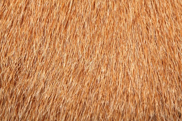 Close Brown Dog Skin Texture — Stock Photo, Image
