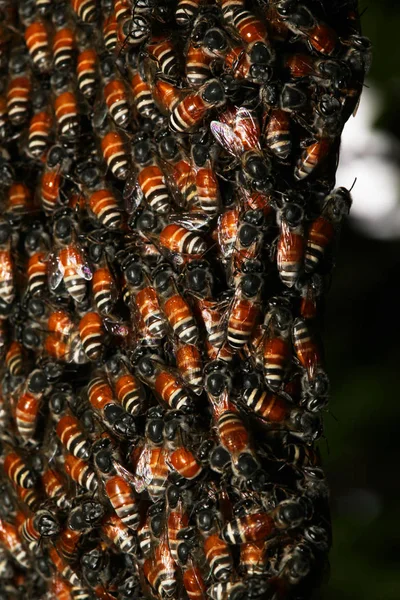 Κοντινό Συγκρότημα Μέλισσα Κηρήθρα Στο Δέντρο — Φωτογραφία Αρχείου
