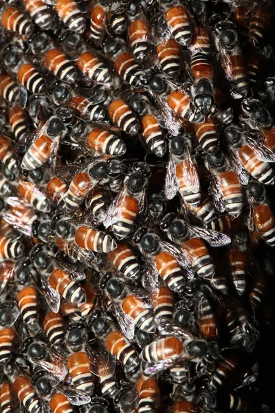 나무에 벌집에서 꿀벌을 — 스톡 사진
