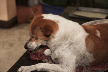 Eski battaniye üzerinde Tay köpek.