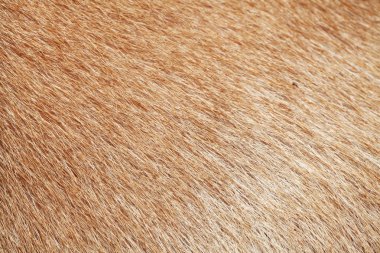 doku için kahverengi köpek derisi kadar yakın .