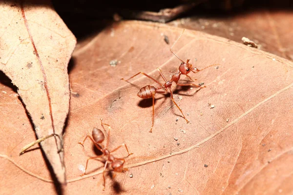 Red Ant Dry Leaf — Stock Photo, Image