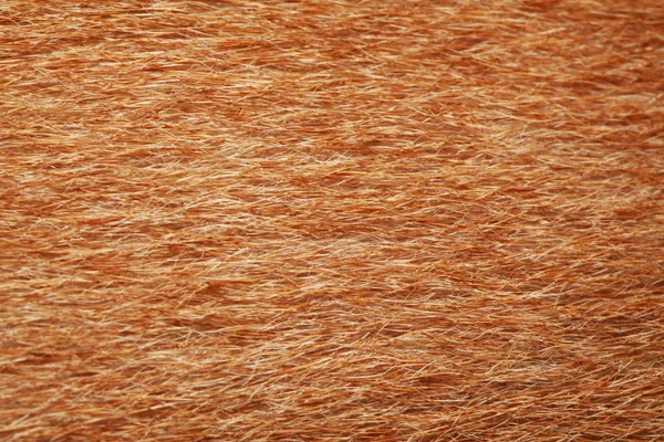 close up brown dog skin for texture .