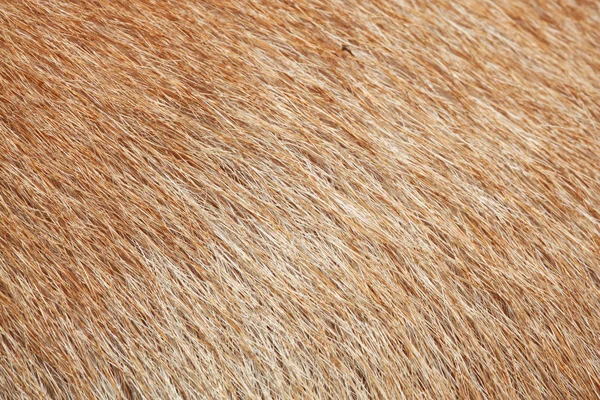 Fechar Pele Cão Marrom Para Textura — Fotografia de Stock