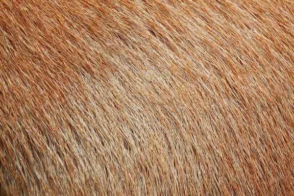 Közelről Barna Kutya Bőr Textúra — Stock Fotó