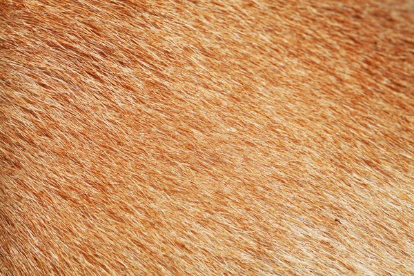 テクスチャのための茶色の犬の肌を閉じる — ストック写真