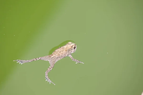 Toad Drijvend Groene Kleur Water — Stockfoto