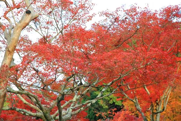 Изменение Цвета Листьев Храме Тофукудзи Киото Японии — стоковое фото