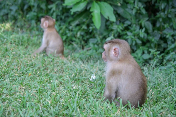Monos Bebé Sentados Frente Bosque — Foto de Stock