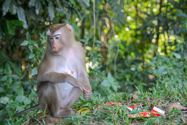 Μαϊμού Υγρό Κοντά Σκουπίδια Στο Δάσος Πλευρά — Φωτογραφία Αρχείου
