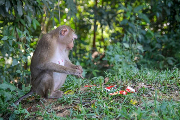 Monkey Sitdown Look Garbage Side Forest — Stock Photo, Image
