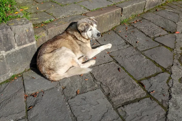 Perro Siberiano Taiwan — Foto de Stock