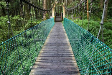 Tayvan 'daki Alishan ormanındaki yeşil köprü.