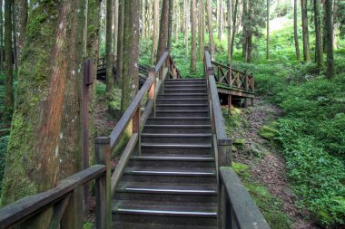Tayvan 'daki ağaçların geçidi.