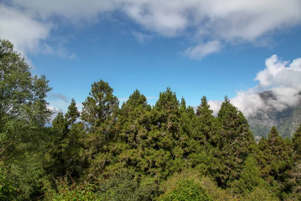 Cloudy Mountain Alishan National Park Taiwan — Stock Photo, Image