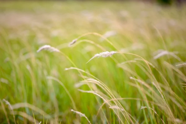 Gras bloem veld in het zomerseizoen in Thailand voor achtergrond — Stockfoto