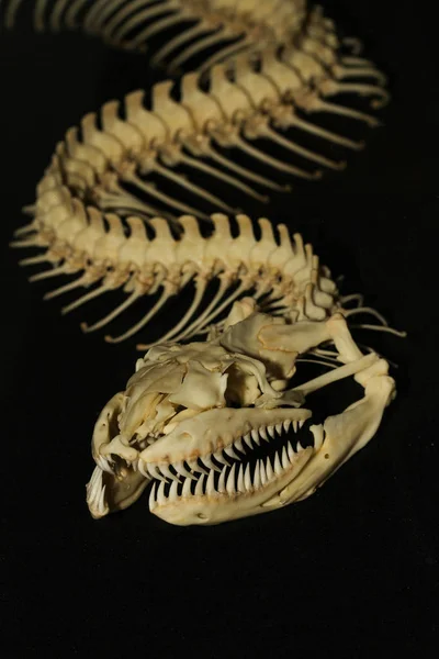 Fechar o osso da cobra no fundo preto — Fotografia de Stock