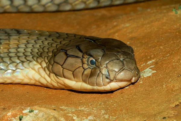 Großaufnahme Kopf-König-Kobra-Schlange in Thailand — Stockfoto