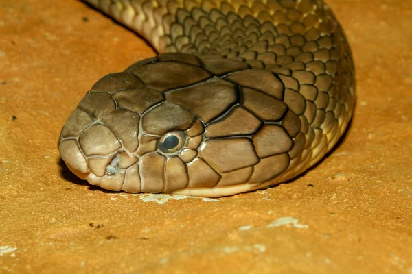 Закрыть голову королевской кобры змеи в Таиланде — стоковое фото