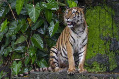 kaplan göstermek dil şelale önünde oturup