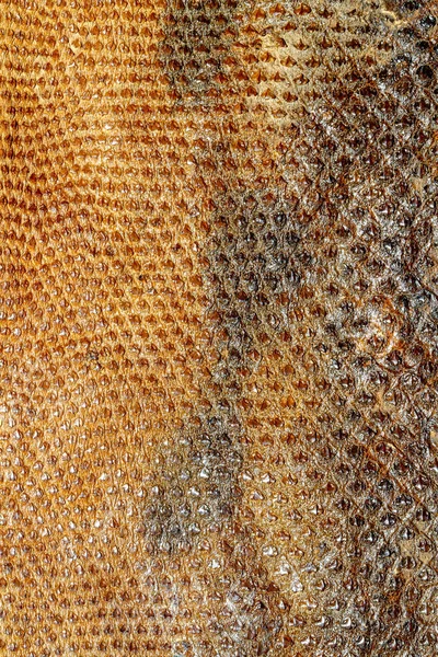 패턴 뱀 피부 파충류 — 스톡 사진