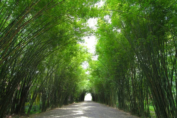 Bamboo forest is beautiful in thailand
