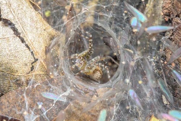 Fechar a aranha na teia de aranha na caverna da folha na natureza tailândia — Fotografia de Stock