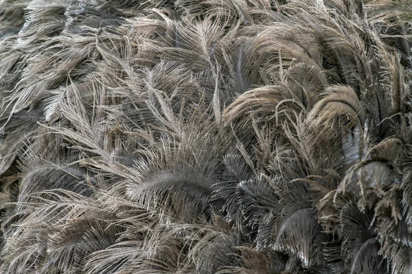 Φτερά στρουθοκαμήλου για μοτίβο — Φωτογραφία Αρχείου