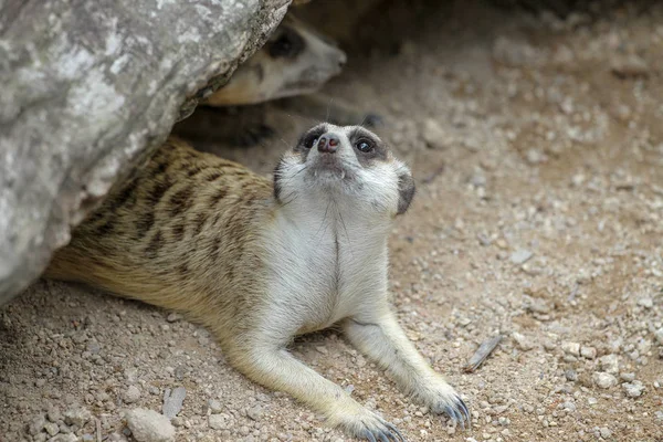 Suricata suricatta nebo meerkat v jeskyni — Stock fotografie